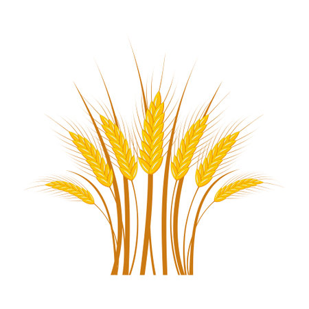 Ears of ripe wheat in a bouquet on a white background.の写真素材