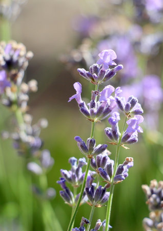 Lavender blooming season in summer in the garden.の写真素材