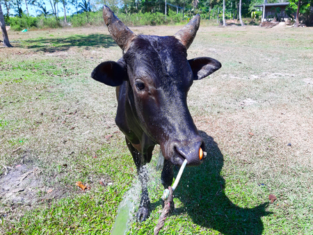 Bathing of native cows raised for agriculture in Asiaの写真素材