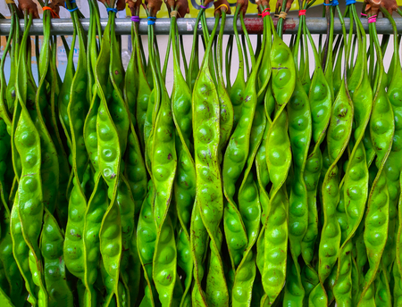 Parkia speciosa  seeds are a  vegetable foodの写真素材