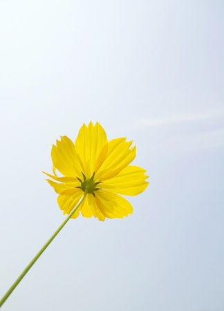 beautiful yellow flower petals                                の写真素材