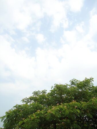 Young leaves of poplar against the morning sky                               の写真素材