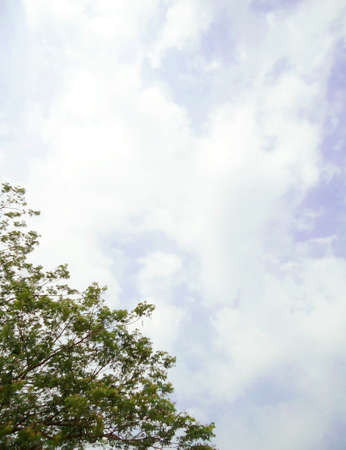 Young leaves of poplar against the morning sky.                                の写真素材