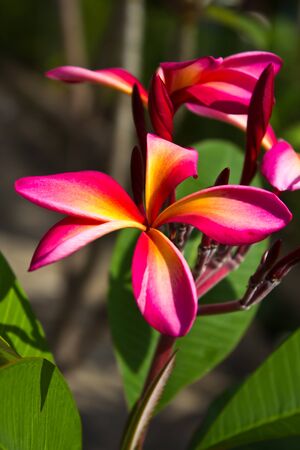 pink frangipani flowers on a tree の写真素材