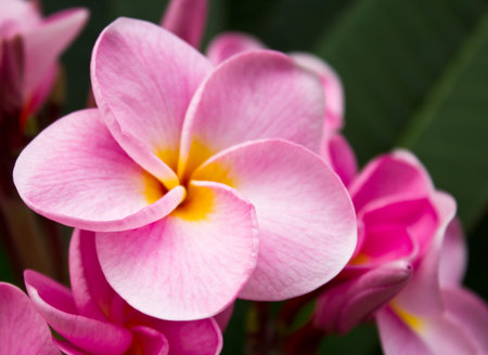 Close up pink frangipani flowers in the garden.