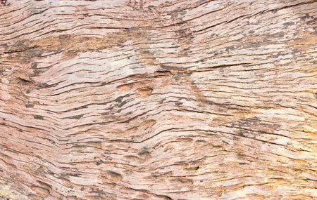 An invoice is texture of umber brown wood tree