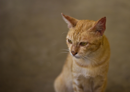 Small cat wearing funny hatの写真素材