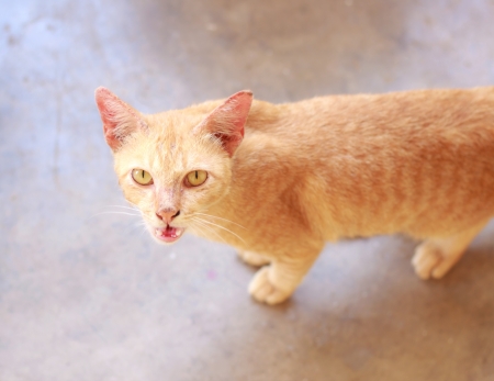 Small cat wearing funny hatの写真素材