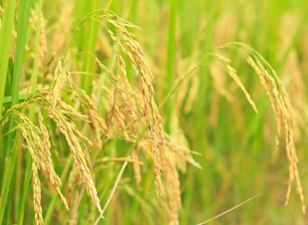 The ripe rice in the fields. The beauty of thailandの写真素材