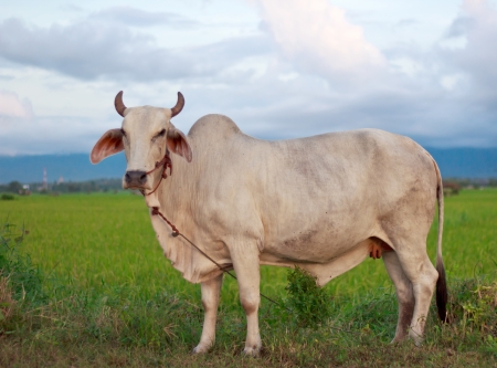 White cows on a farmlandの写真素材