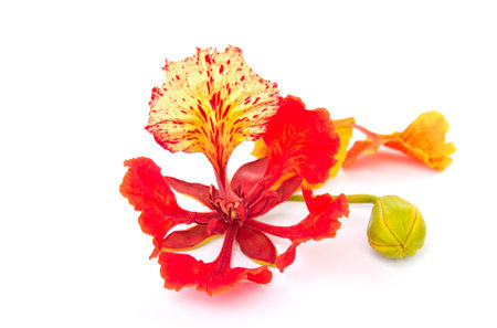  Pride of Barbados, Isolated on whiteの写真素材