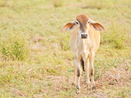 Cow on a summer cornfield in a summer rural landscapeの写真素材