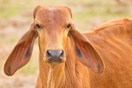 Cow red stands on the background of the milky sky looks smart dark eyes threatened with beautiful horns with soft, green rural landscape with lush grassの写真素材