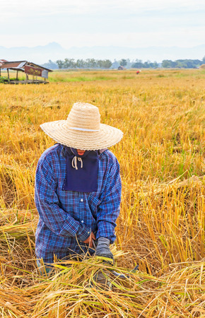 Farmer harvesting rice in rice fieldの写真素材