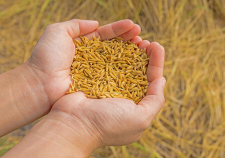 Grain of the wheat in hands of the person on a background of a wheaten fieldの写真素材