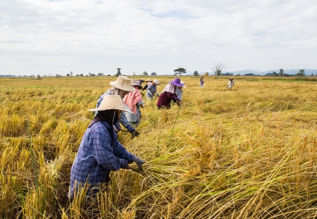 PHRAE, THAILAND - NOVEMBER 24   An Unidentified farmer harvesting from the rice field to home  on November 24, 2013 in Muang, Phrae, Thailand  This work is part of Thailand farmers のeditorial素材