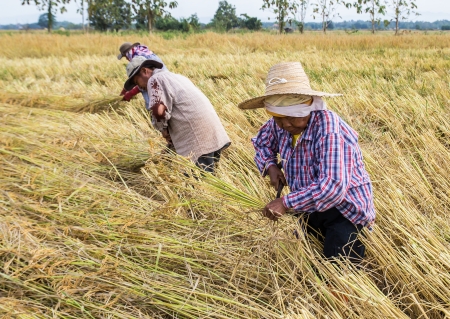 PHRAE, THAILAND - NOVEMBER 24   An Unidentified farmer harvesting from the rice field to home  on November 24, 2013 in Muang, Phrae, Thailand  This work is part of Thailand farmers のeditorial素材