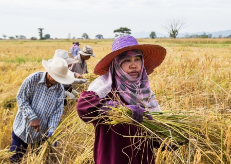 PHRAE, THAILAND - NOVEMBER 24   An Unidentified farmer harvesting from the rice field to home  on November 24, 2013 in Muang, Phrae, Thailand  This work is part of Thailand farmers のeditorial素材
