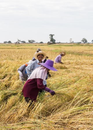 PHRAE, THAILAND - NOVEMBER 24   An Unidentified farmer harvesting from the rice field to home  on November 24, 2013 in Muang, Phrae, Thailand  This work is part of Thailand farmers のeditorial素材