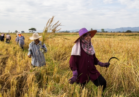 PHRAE, THAILAND - NOVEMBER 24   An Unidentified farmer harvesting from the rice field to home  on November 24, 2013 in Muang, Phrae, Thailand  This work is part of Thailand farmers のeditorial素材