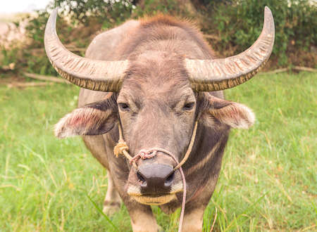 Close up Asian buffalo in the fieldの写真素材