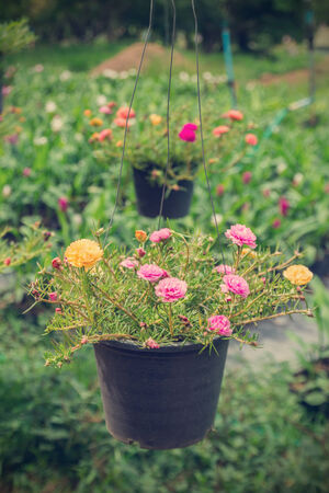 Portulaca grandiflora flowers vintage style. soft focusの写真素材
