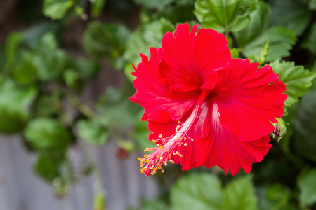 Hibiscus Flower or Chinese Rose, Shoe Flower. Shallow focusの写真素材