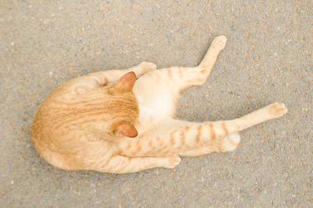 Cat laying down on floorの写真素材