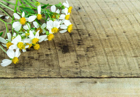 White flower on wood backgroundの写真素材