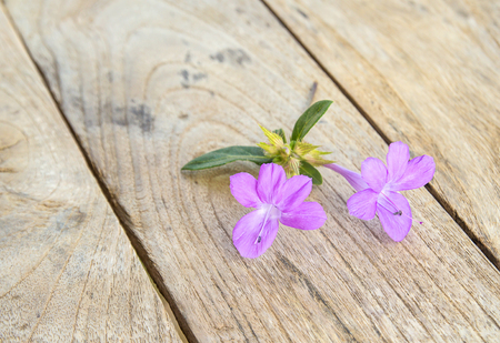 Close up purple flower on wooden backgroundの写真素材