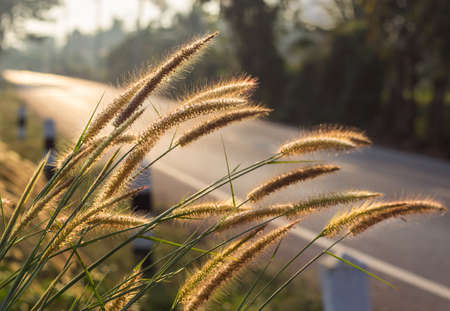 Close up wild grass beside the road at sunset backgroundの写真素材