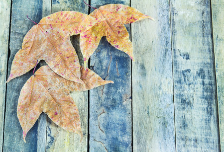 Close up autumnal leaves on wood background