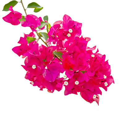 Close up Bougainvillea flower isolated on white backgroundの写真素材