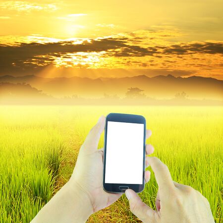 Hand holding smart phone on green paddy rice in field and sky sunset backgroundの写真素材