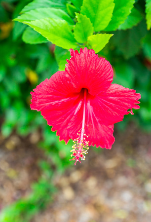 Hibiscus flower in the garden. Detail of the stamen and pistilの写真素材