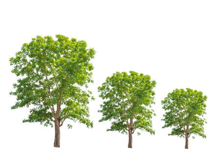 Green tree isolated on a white backgroundの写真素材