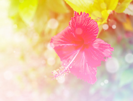 Beautiful fresh flowers with soft focus color filtered backgroundの写真素材