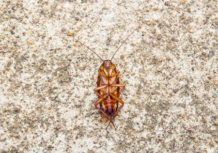 Close up cockroach dead on a cement floor