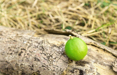 Close up fresh green lemon on the woodenの写真素材