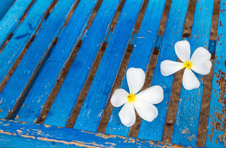Close up fresh frangipani flower on a blue chair in the gardenの写真素材