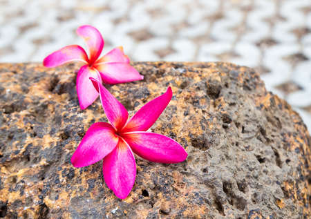 Pink Tropical Plumeria flower on the floorの写真素材