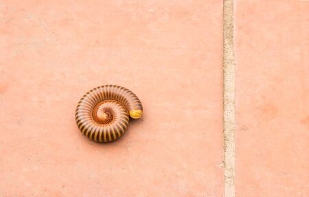 Close up millipede on the cement floorの写真素材