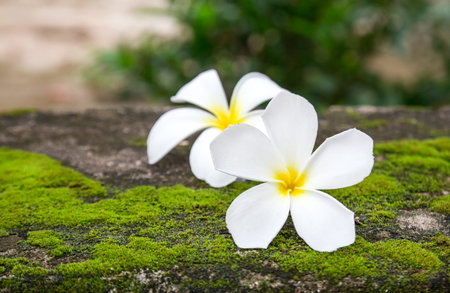 Close up plumeria flowers on a floorの写真素材