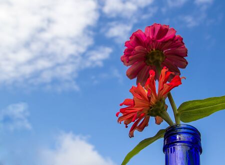 Fresh red flower with blurred blue sky backgroundの写真素材