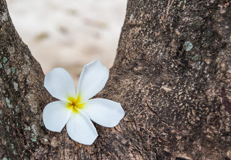 Fresh frangipani flower white in the gardenの写真素材