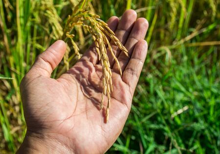 Man hand with rice field and morning sunlightの写真素材
