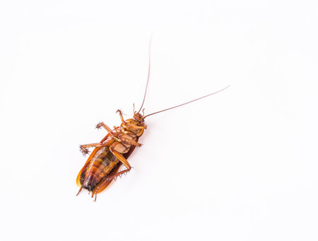Close up dead cockroach on white background