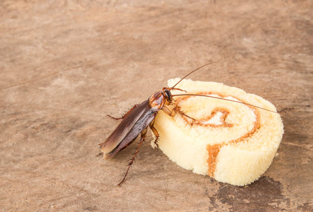 Cockroach eating a bread on wooden table