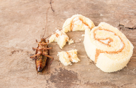 Cockroach dead on old wooden table background