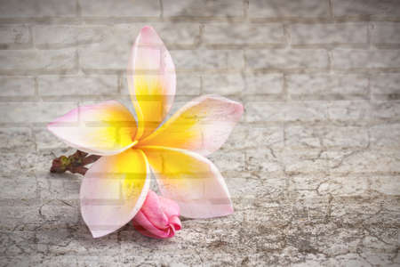 Frangipani flower on old and dirty cement floor. abstract backgroundの写真素材